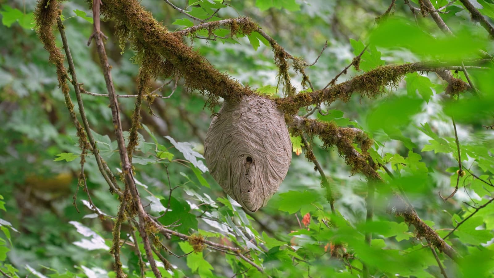 Nid de frelons suspendu à une branche d'arbre, à proximité d'une habitation